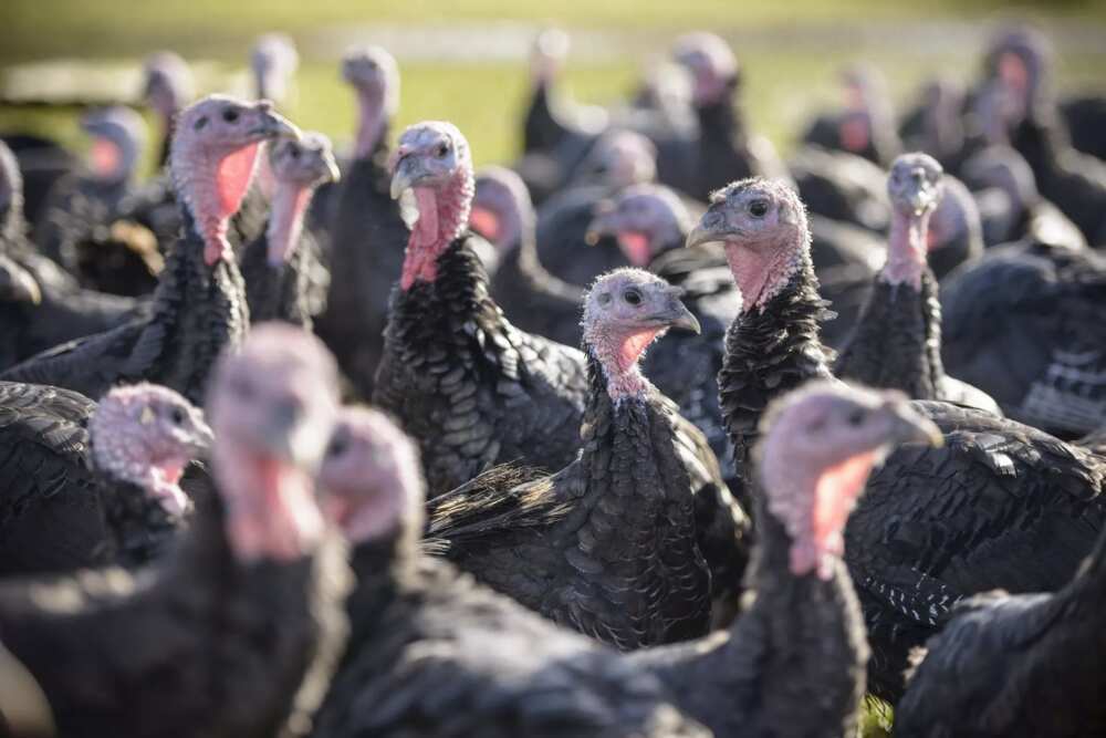 Сommercial turkey farming in Nigeria Сommercial turkey farming in Nigeria