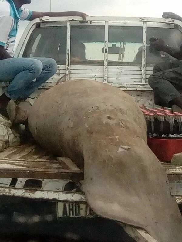 Nigerian man shares photos of a huge strange fish caught in Rivers state (photos)