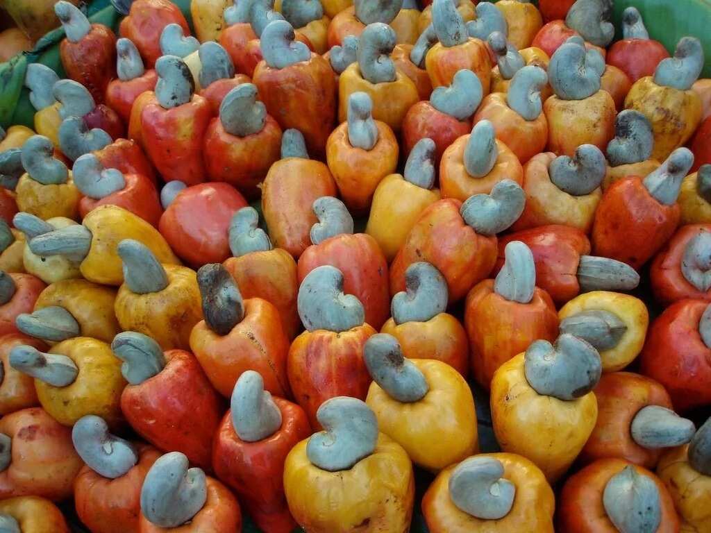 cashew farming