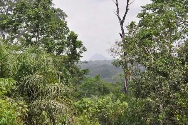9. Akure Forest Reserve