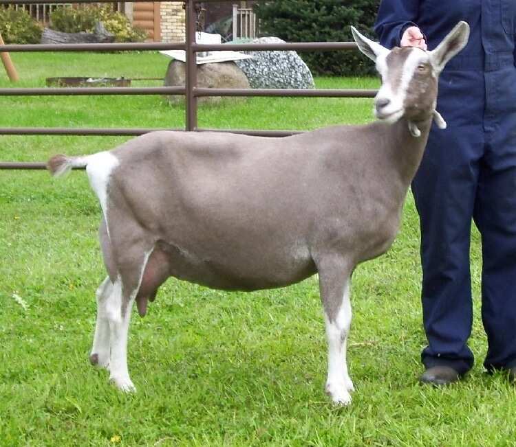 Toggenburg goats