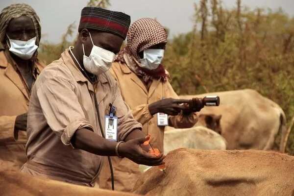 Prospect of livestock farming in Nigeria: livestock diseases