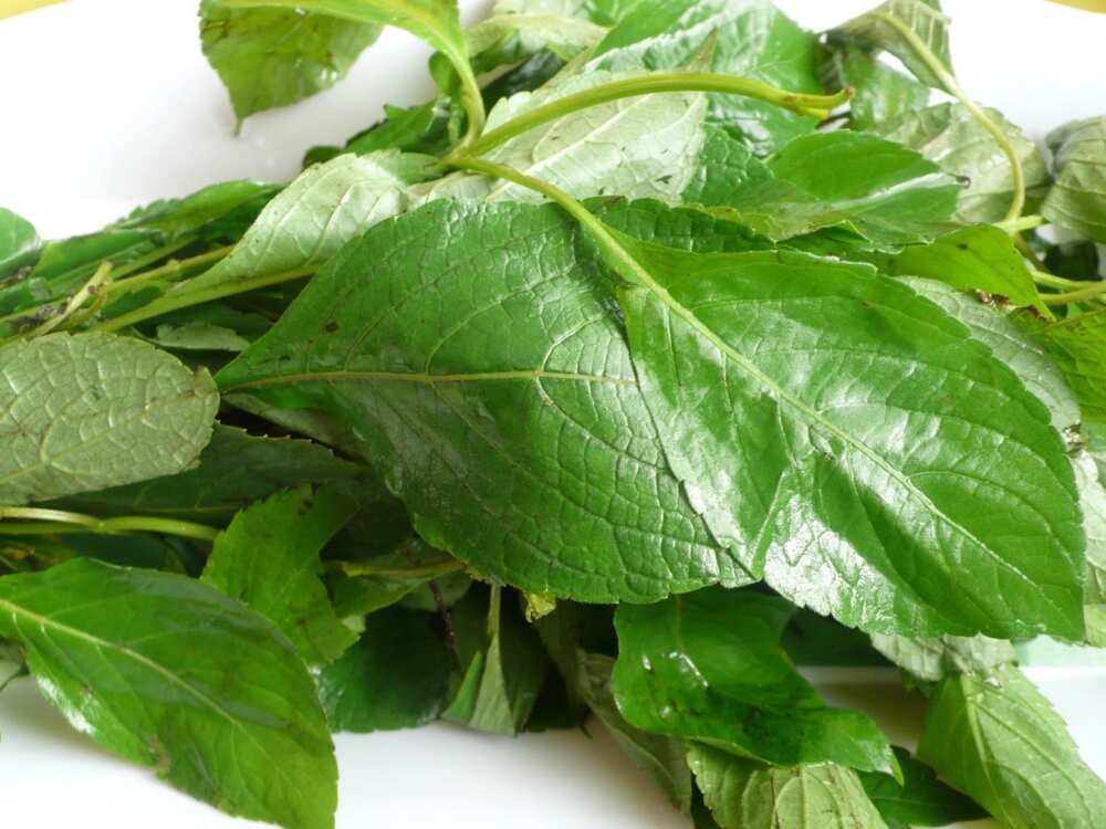 scent leaf scent leaf