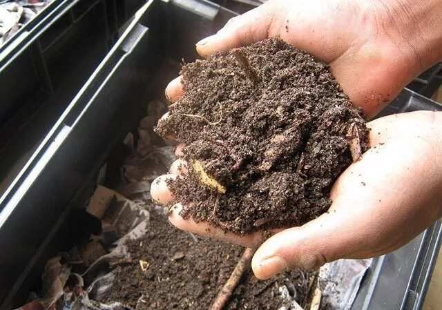 Economic importance of vermiculture