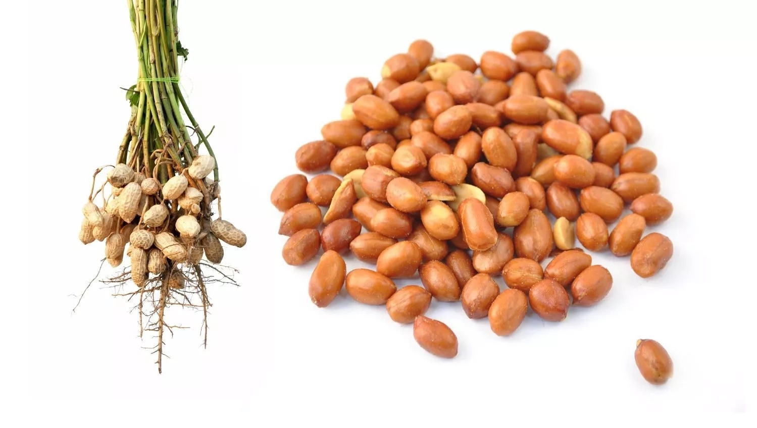 Scientific difference between fresh groundnuts vs oil fried groundnuts