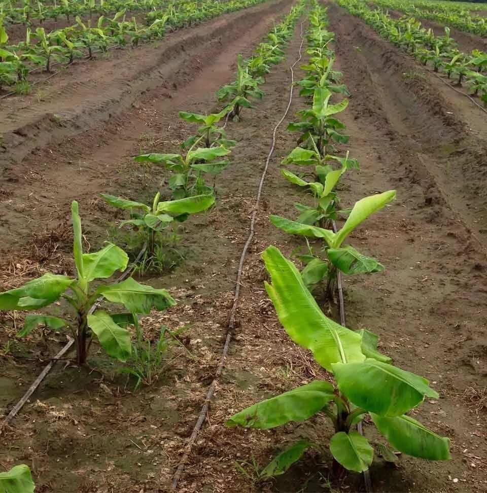 How Long Does It Take For Plantains To Grow From Planting To