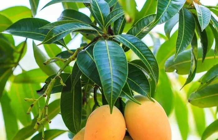 Benefits of mango leaves for weight loss1