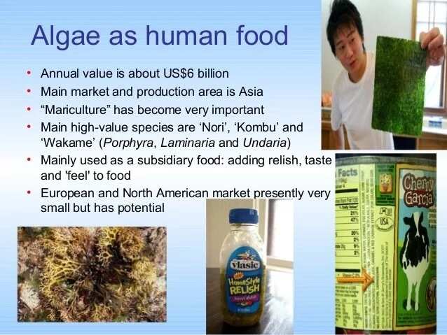 Algae as human food