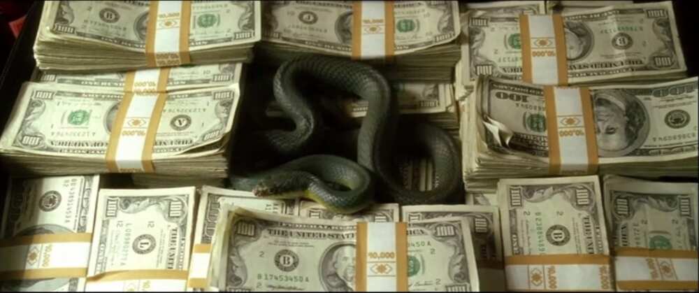 Snake in JAMB office