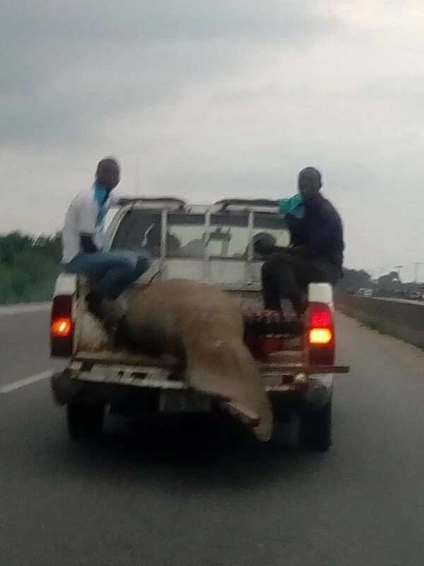 Nigerian man shares photos of a huge strange fish caught in Rivers state (photos)