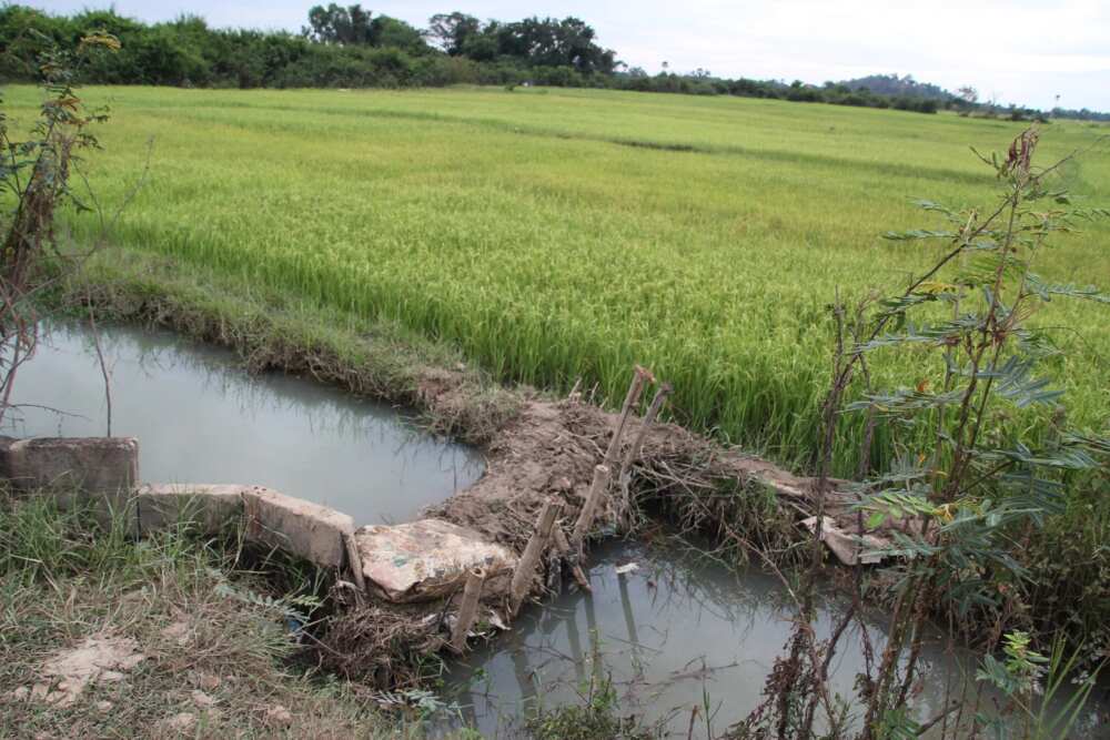 Dry season farm near river Dry season farm near river