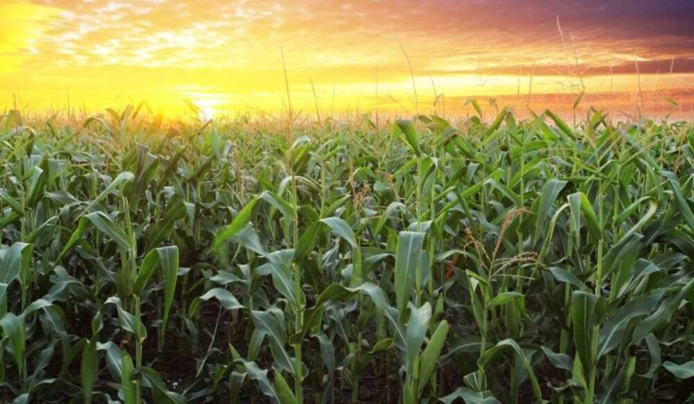 Maize field