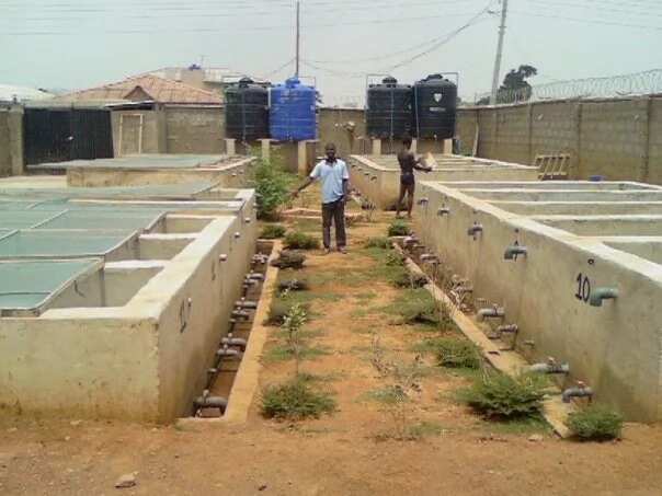 Catfish farming concrete tanks