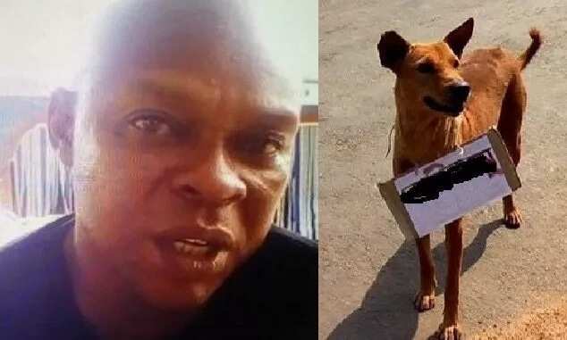 Dog named Buhari: PMB has no hand in man's arrest - Shehu
