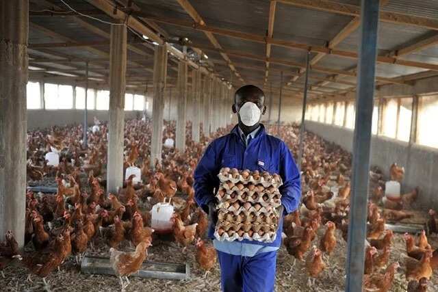 Vaccination schedule for layers in Nigeria Vaccination schedule for layers in Nigeria