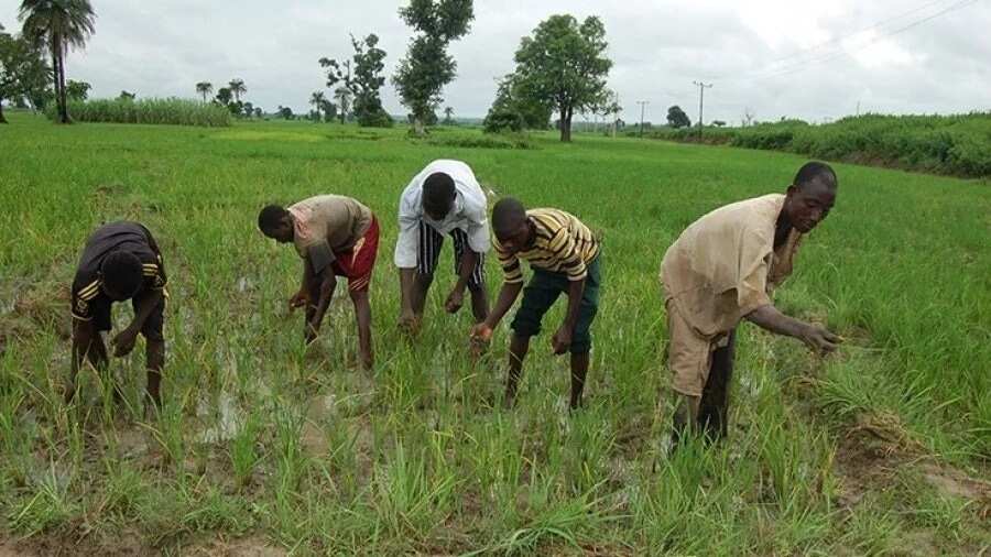 Nigerian cooperative society