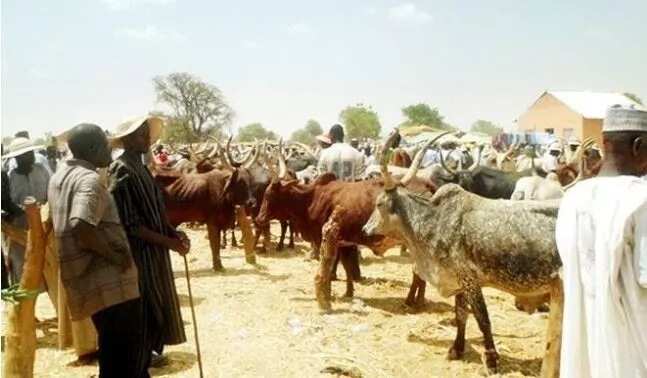 5 cheapest cattle markets in Nigeria
