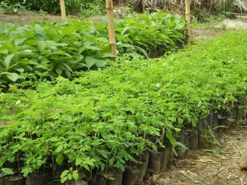 Moringa oleifera plantation