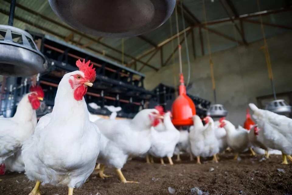 How to start a poultry farm in Nigeria? ▷ Legit.ng