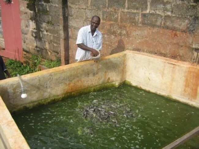 How to Start Tilapia Fish Farming in 7 Steps?
