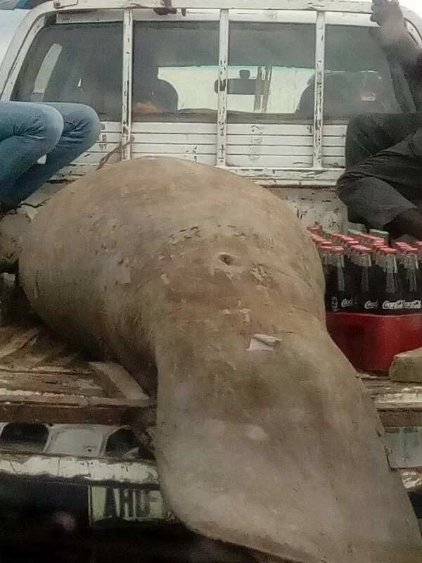 Nigerian man shares photos of a huge strange fish caught in Rivers state (photos)