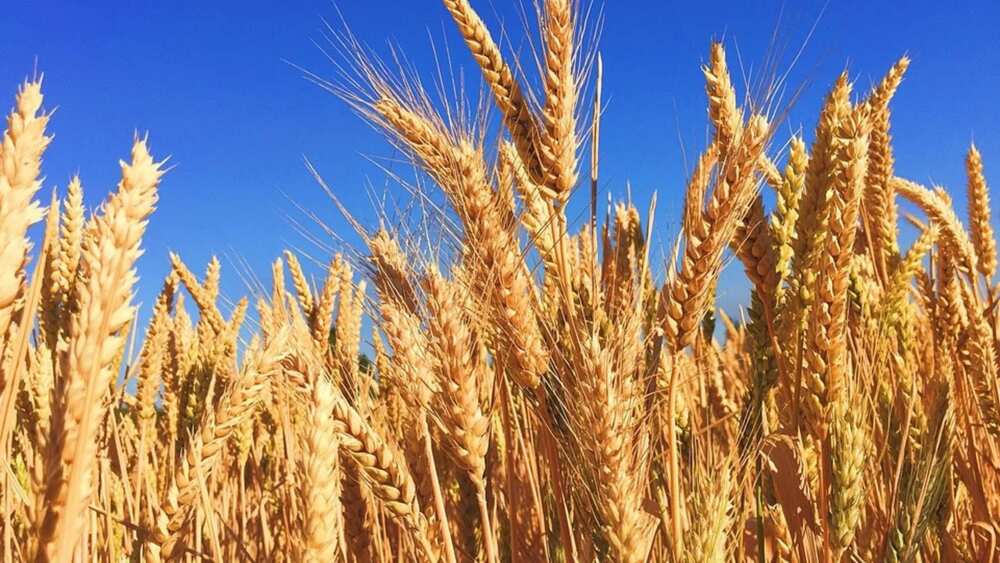 Wheat sead Wheat sead