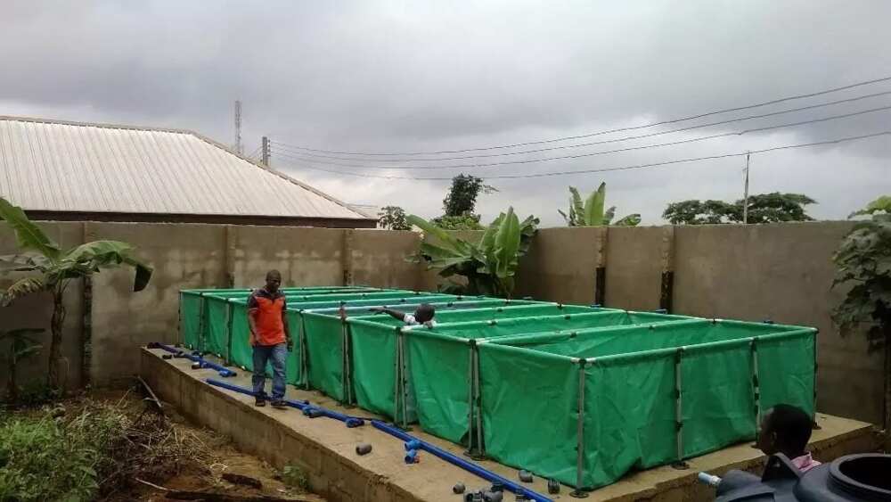 2. Business plan for Tilapia Fish 2. Business plan for Tilapia Fish