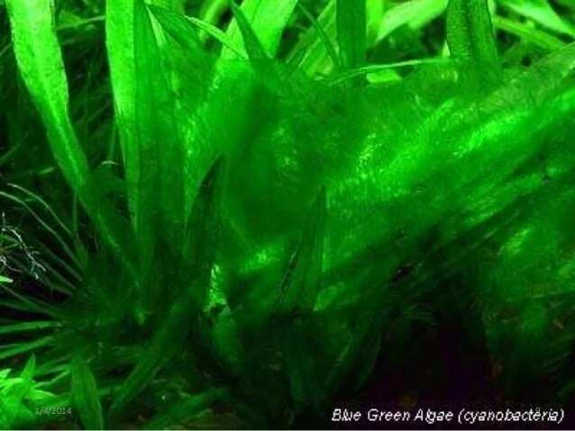 Blue-green algae