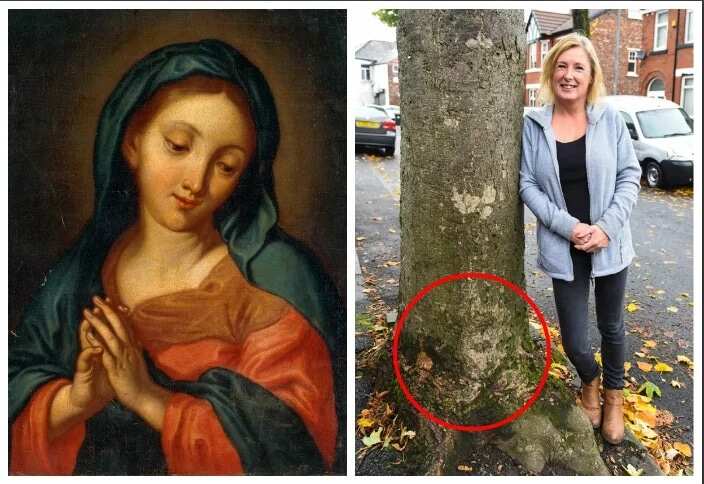 Woman Discovers Virgin Mary In Tree Outside House