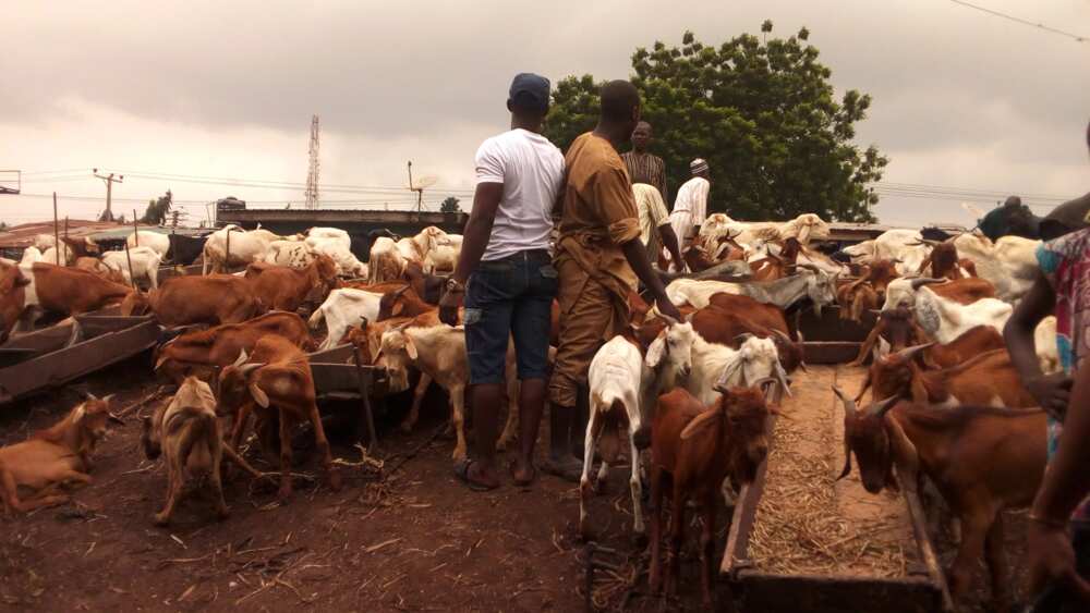 The low turnout of buyers render ram dealers helpless in some major markets across the country. Source: Esther Odili.