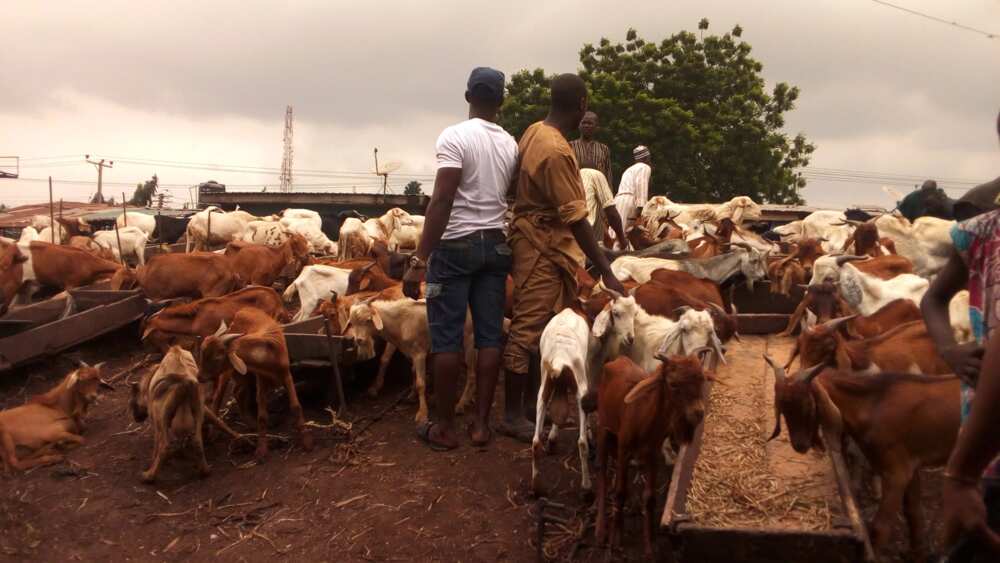 The low turnout of buyers render ram dealers helpless in some major markets across the country. Source: Esther Odili. The low turnout of buyers render ram dealers helpless in some major markets across the country. Source: Esther Odili.