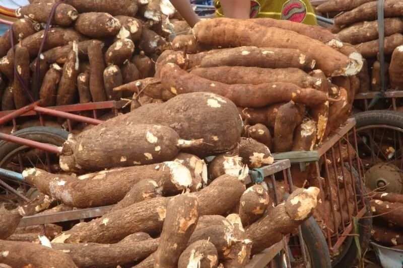 Cassava farming
