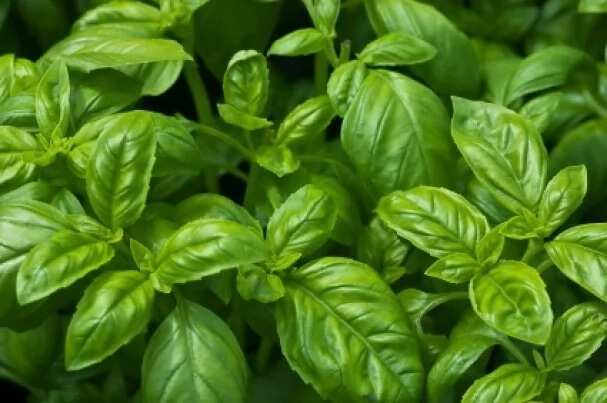 Basil in Yoruba