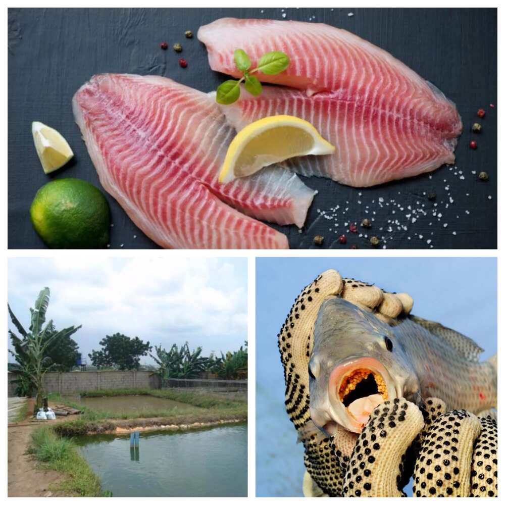 How to start Tilapia Fish Farming in Nigeria?