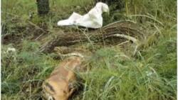 Huge python swallows adult deer whole then immediately regrets it (photos, video)
