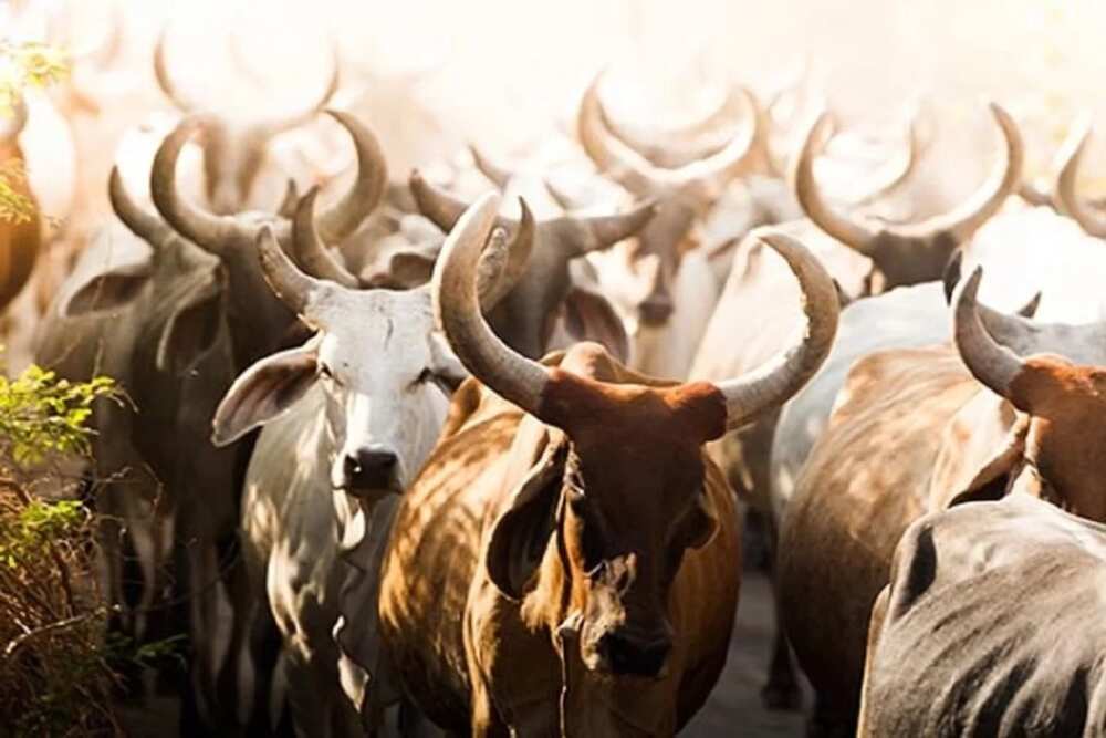 A kada, a raya, ina son Shanu na- inji Dan Fulani A kada, a raya, ina son Shanu na- inji Dan Fulani