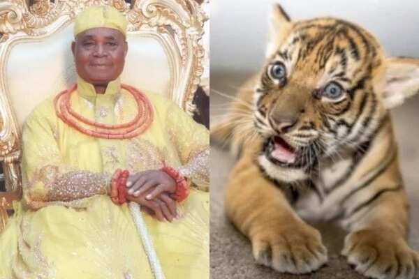 Igbinedion gives Oba of Benin 7-month tiger (photo)