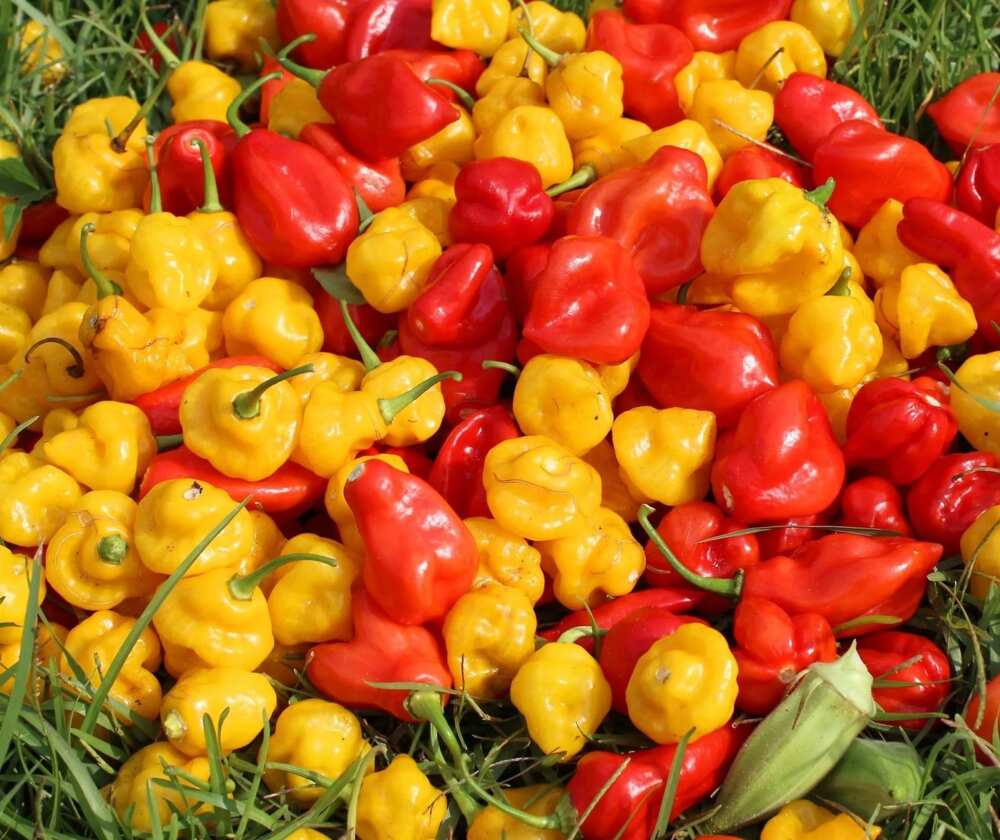 Chili pepper Chili pepper