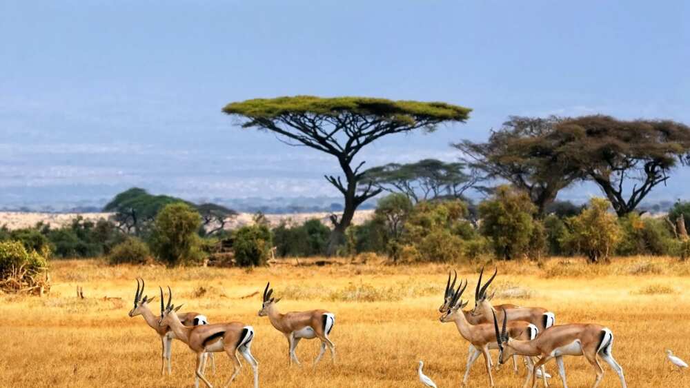 Three major types of vegetation in Nigeria, Sudan savanna Three major types of vegetation in Nigeria, Sudan savanna
