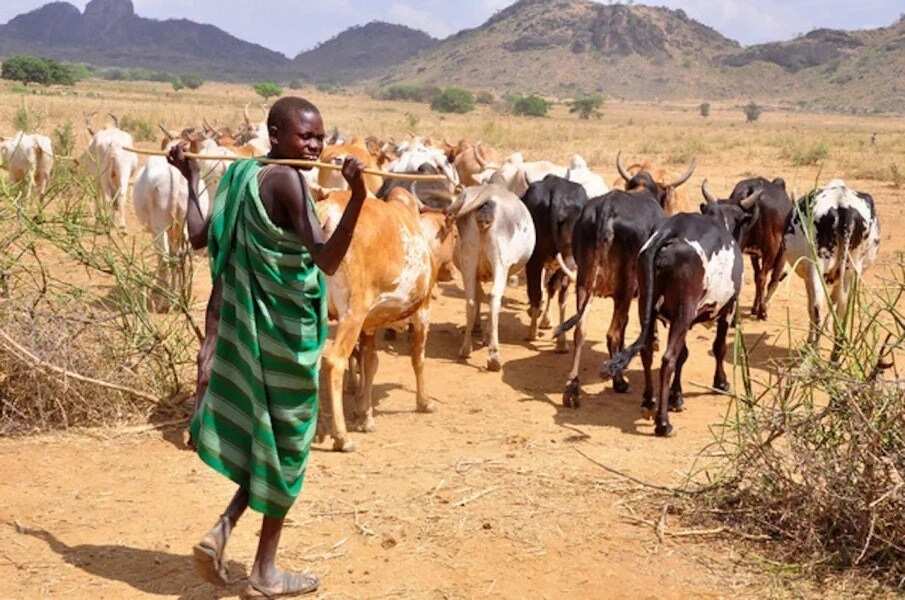 History Of Fulani Herdsmen In Nigeria And Todays Crisis Legitng 5284