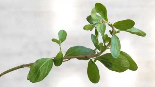 Marjoram in Yoruba