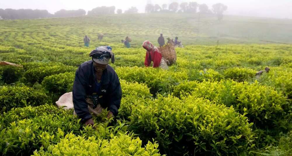 types-of-farming-systems-in-africa-legit-ng