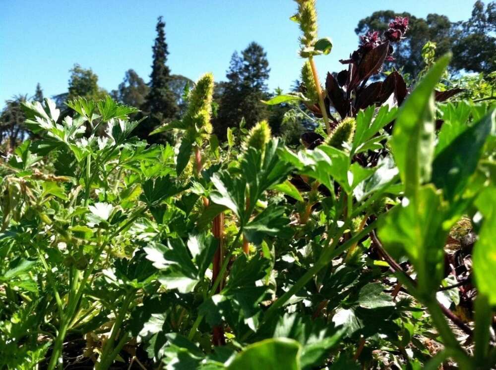Non-oil cash crops Non-oil cash crops
