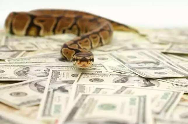 Snake in JAMB office swallowed N36 million: Nigerians react