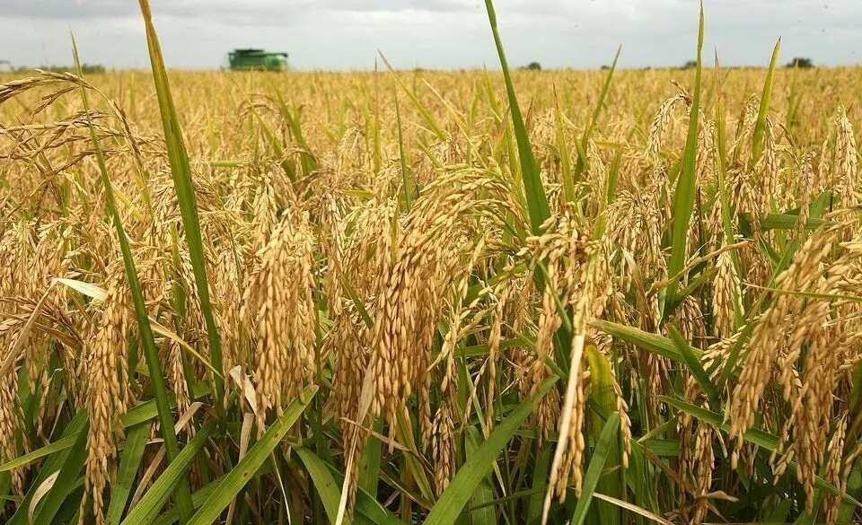 Gwamnati ta ware kadadar noma 500 don noman shinkafa ga matasa Gwamnati ta ware kadadar noma 500 don noman shinkafa ga matasa