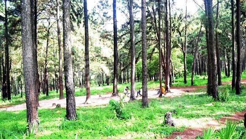 The Ngwo Pine Forest The Ngwo Pine Forest