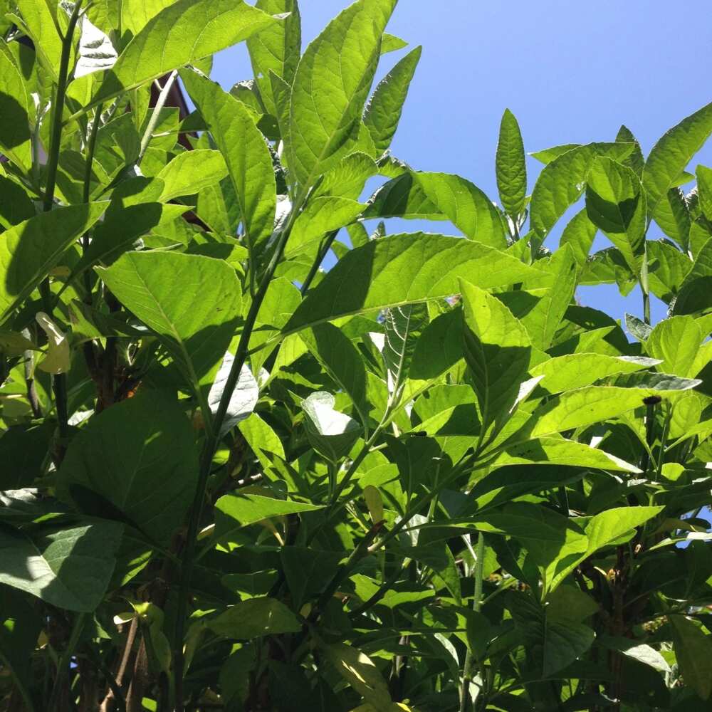 Effect of bitter leaf on the liver