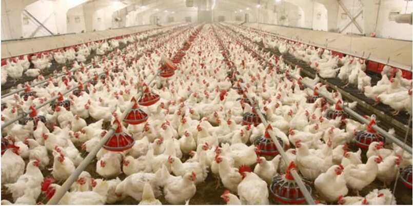 Bird flu panic: Markets, poultry farms to be disinfected by Kano state government