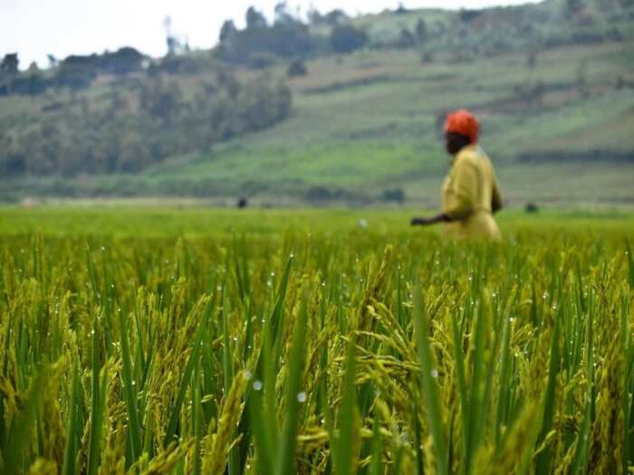 Types Of Land Tenure System In Agriculture