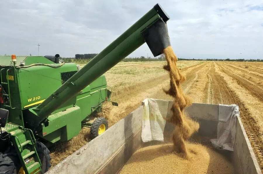 Wheat harvesting in Nigeria